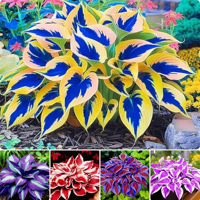 Hosta Seeds for Planting - 200+ Shade Loving Perennial Seeds, Fragrant Blooms, Cold Hardy & Low Maintenance, Perfect for Containers, Borders, and Woodland Gardens