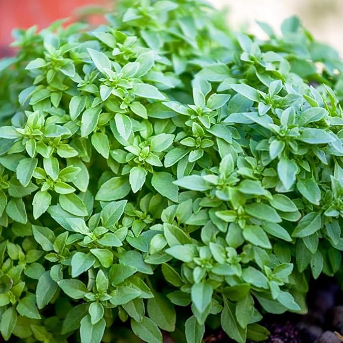 3 Greek Basil Plants Live, 4-7 Inches Tall, Compact Sweet Culinary Herb to Grow, Fragrant Basil Seedlings