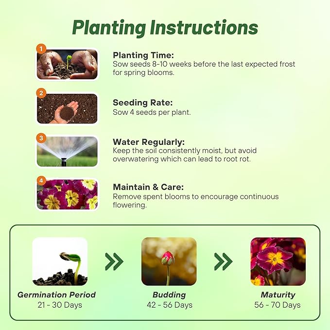 Outsidepride Danova Burgundy Bicolor Common Primrose Seeds - 25 Pcs Annual, Hardy, Easy to Grow & Low Maintenance Flower Seeds for Planting Vibrant Blooms, for Containers, Borders & Erosion Control