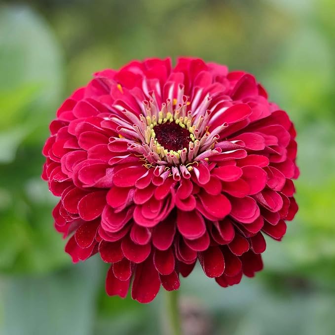 Eden Brothers Zinnia Seeds - Lilliput Redman, Non-GMO Seeds for Planting, Packet | Low-Maintenance Flower Seeds, Plant During Spring, Zones 3, 4, 5, 6, 7, 8, 9, 10
