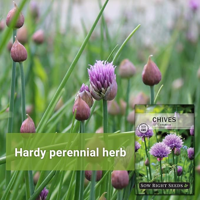 Sow Right Seeds - Common Chives Seed for Planting - Non-GMO Heirloom Packet with Instructions to Plant and Grow Kitchen Herb Garden Indoor or Outdoor - Mild Onion Flavor (3)