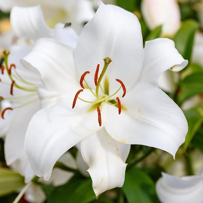 Easy to Grow Lilium Oriental Lily Casa Blanca - 3 Plant Bulbs, Fragrant White Flowers in Summer, Full Sun