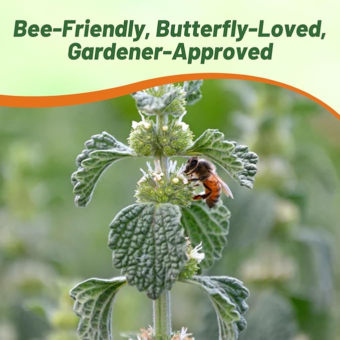 Outsidepride - Horehound Seeds - 5000 Pcs. Perennial, Compact, Easy to Grow & Pollinator Friendly, Herb Seeds for Planting Toothed, Wooly Gray-Green Foliage for Versatile & Culinary Uses
