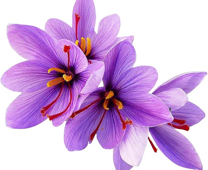 20 Saffron Sativus Crocus Corms - Premium Quality Saffron Bulbs for Planting with Comprehensive Growing Instructions