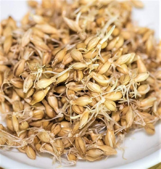 16 oz Barley Seeds for Sprouting Microgreens, A Rich Source of Vitamins and Minerals and Health-Promoting Nutrients! COOL BEANS N SPROUTS Brand, A Small Town Family Run USA Business. Thank You!