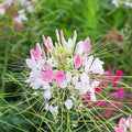 Eden Brothers Cleome Seeds - Sparkler Blush