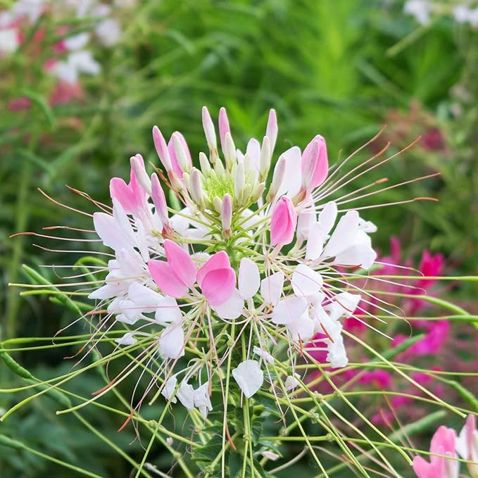 Eden Brothers Cleome Seeds - Sparkler Blush