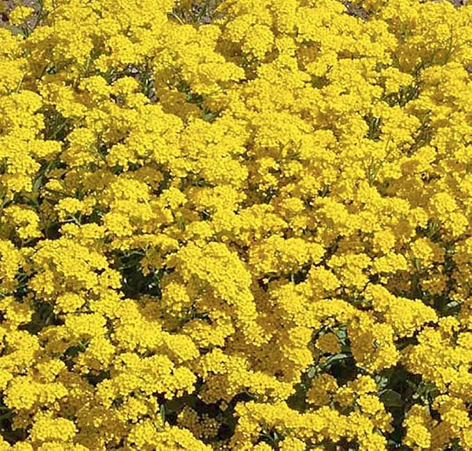 8000 Sweet Alyssum Seeds - Carpet of Snow - Great Ground Cover