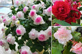 Mixed Impatiens Balsamina Balsam Seeds Camelia Impatiens Seeds Double Flower Garden Patio Container 100pcs