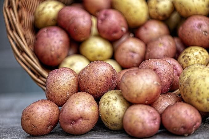 Simply Seed™ - 5 Lb Seed Potatoes Non GMO Red Pontiacs and German Butterballs