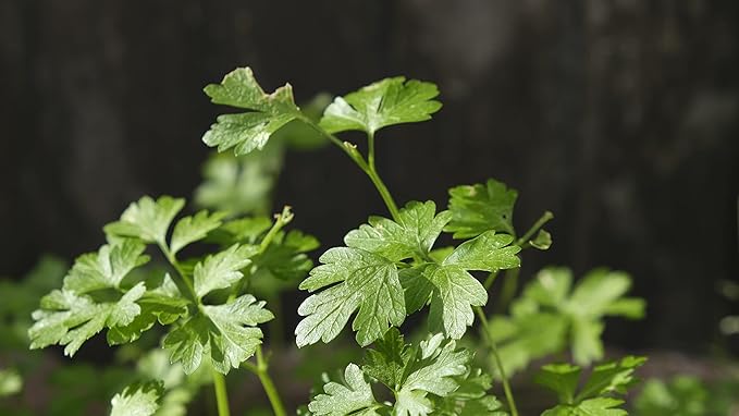 Organic Italian Flat-leaved Parsley Seeds (Petroselenium crispum) 500 Seeds (3 Grams) - Parsley Herb Seeds - Garnish, Tabbouleh, Fresh Herb, Window Garden Seeds