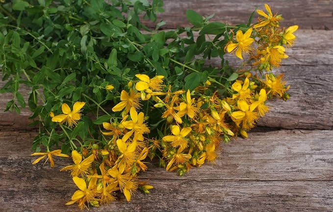 SeedsUP - 1500+ Seeds St. John's Wort - Herb Yellow