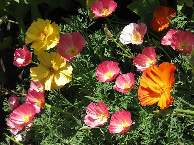 KIRA SEEDS - Seeds California Poppy Mix - Eschscholzia californica - Perennial Flowers for Planting