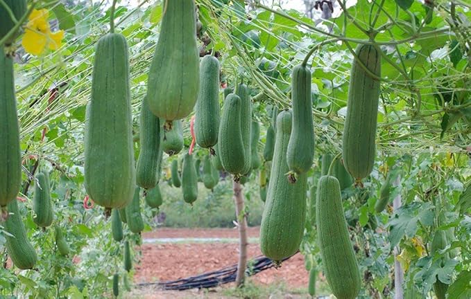 SeedsUP - 10+ Seeds Dishrag Gourd (Smooth Luffa, Sponge, Rag) Long - Vegetable Green