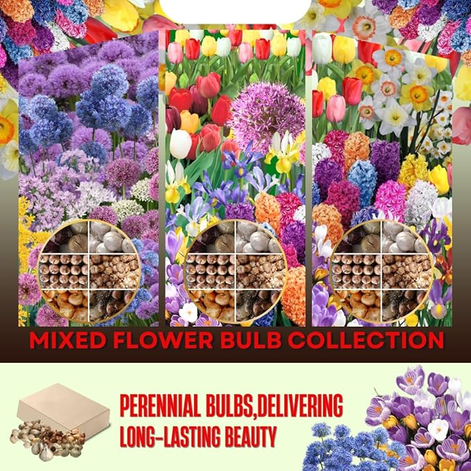 50 Mixed Flower Bulbs, Assorted Colorful Blooms for Spring, Mixed Daffodils, Allium, Iris & Hyacinths Flower Bulbs for Beds, Borders & Containers, Hardy Perennial Easy Fall Planting
