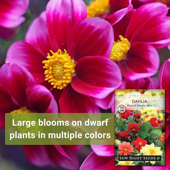 Sow Right Seeds - Dwarf Single Mix Dahlia Flower Seeds for Planting - Non-GMO Heirloom Packet - Rare Colors to Attract Pollinators - Cut and Come Again - Symmetrical Blooms Great for Bouquets (2)