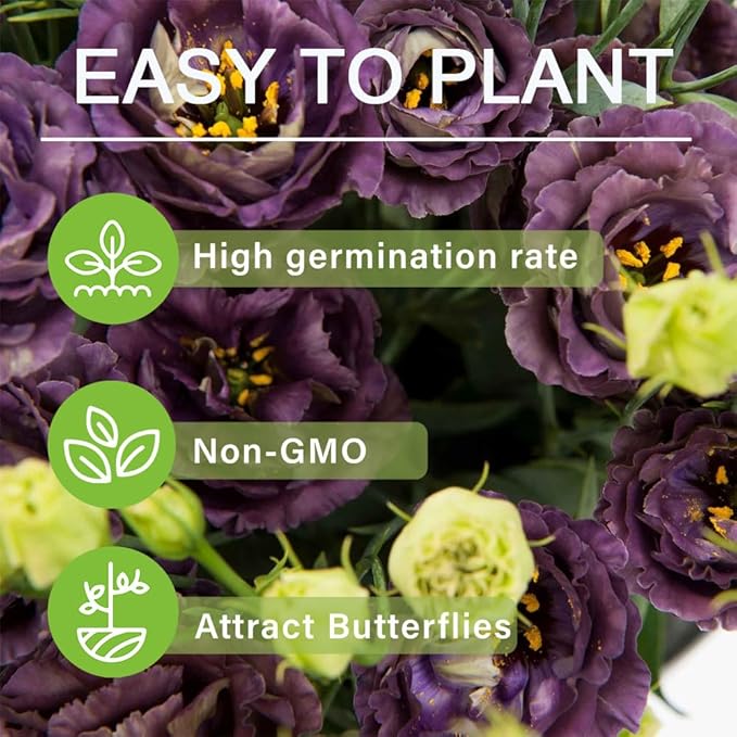 1000+Mixed Lisianthus Seeds for Planting-Lisianthus Thornless Roses Seeds