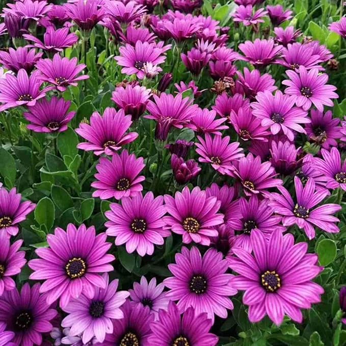 50pcs South African Marigold Seeds – Vibrant Orange & Yellow Blooms Annual Flower Seeds for Garden Beds & Pots – Ideal for Summer Decor & Gift Gardening