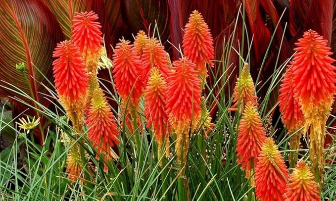 Seeds Fire Dance Red Hot Poker Perennial Flowers