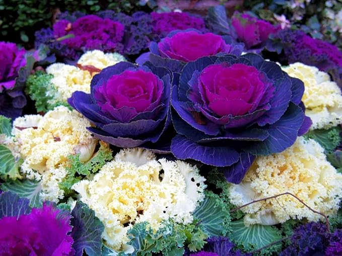 Seeds Flowering Kale Mix Large Leaf Decorative Cabbage Ornamental Non GMO Heirloom