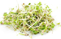Todd’s Seeds - Country Delight Sprouting Seed Mix - One Pound - Sprouting Seeds for Microgreens - Clover, Cress, Arugula, Radish and Dill - Chemical Free - Non GMO