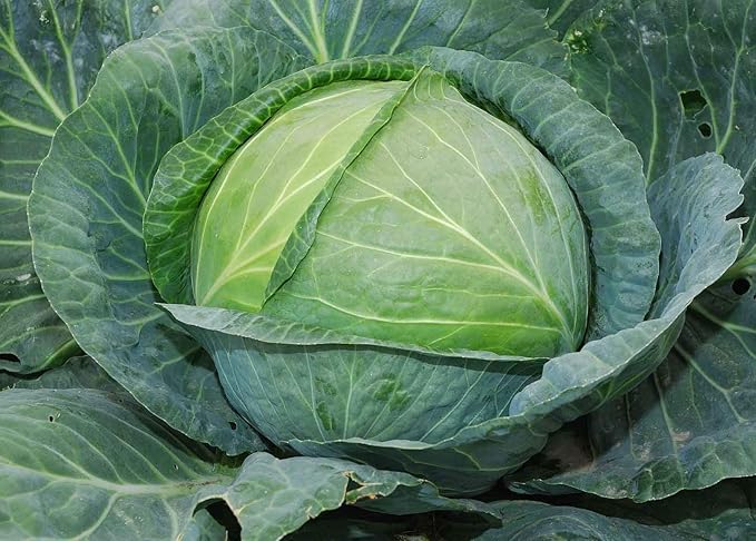 Seeds Vegetable Cabbage Green Late - 100 Seeds