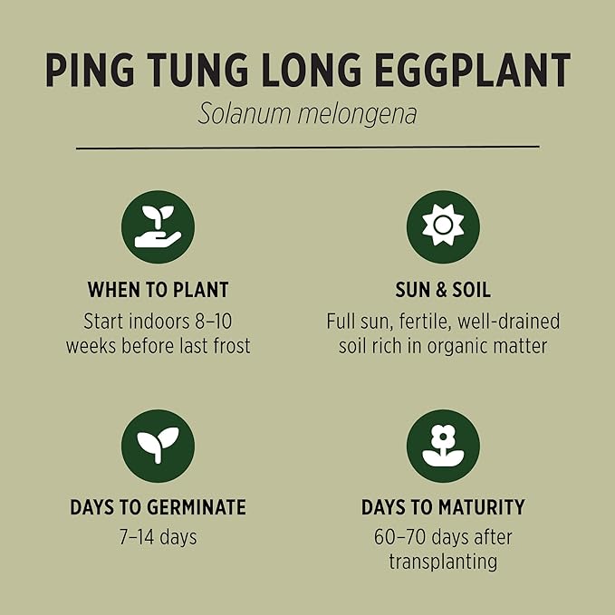 Banyan Botanicals Organic Eggplant Seeds – Ping Tung Long (Solanum Melongena) Seeds – Asian Eggplant – 30 Count – Open Pollinated Non-GMO