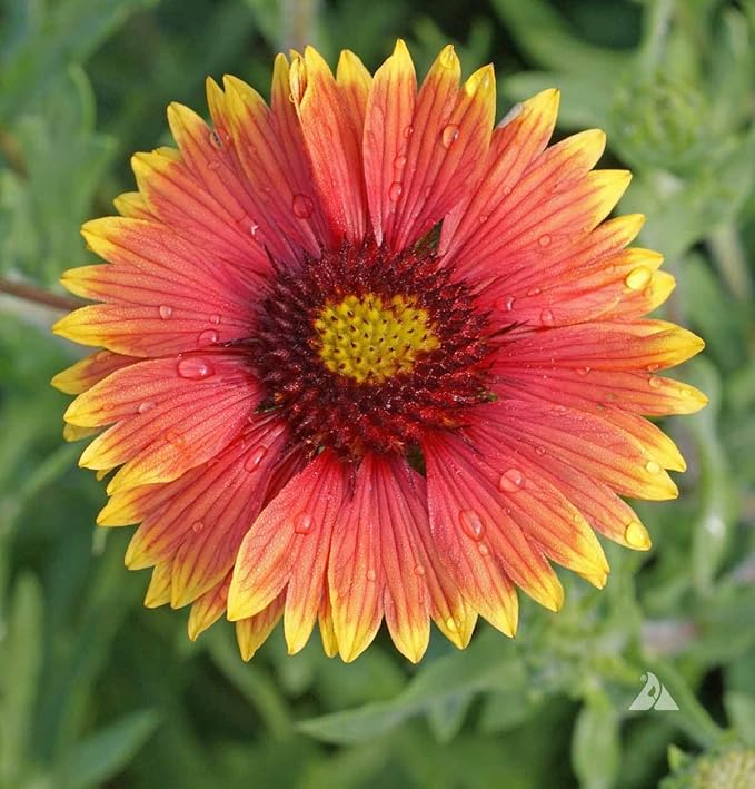 1000 Heirloom Indian Blanket Flower Seeds for Planting 2 Grams of Seeds Gaillardia Pulchella USA Harvested pollinator bee Butterfly
