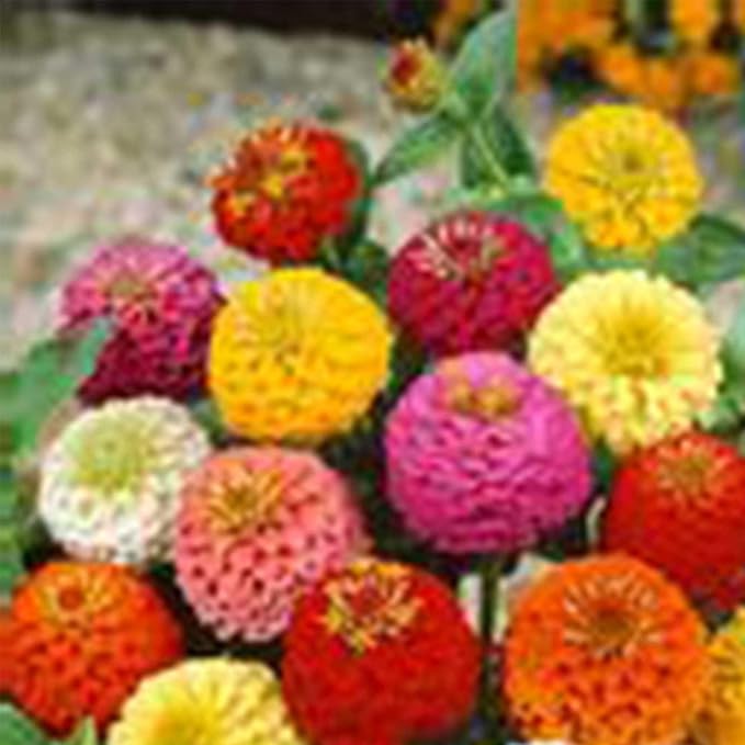 Zinnia Flower Garden Seeds - Lilliput Mix - Annual Flower Gardening Seed (0.25 Oz)