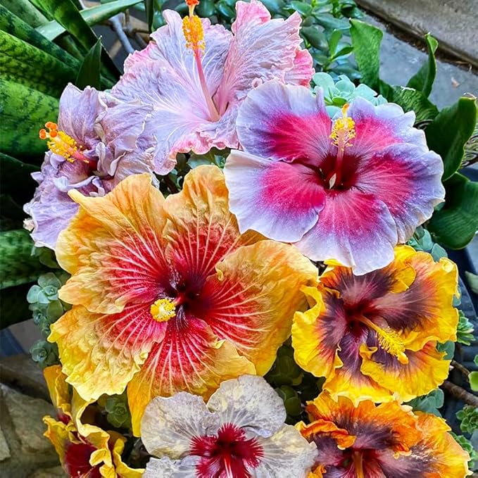 220+ Mixed Hibiscus Flower Seeds for Planting - Perennial Exotic Plant Bonsai Seeds for Home Garden-Attract Butterflies