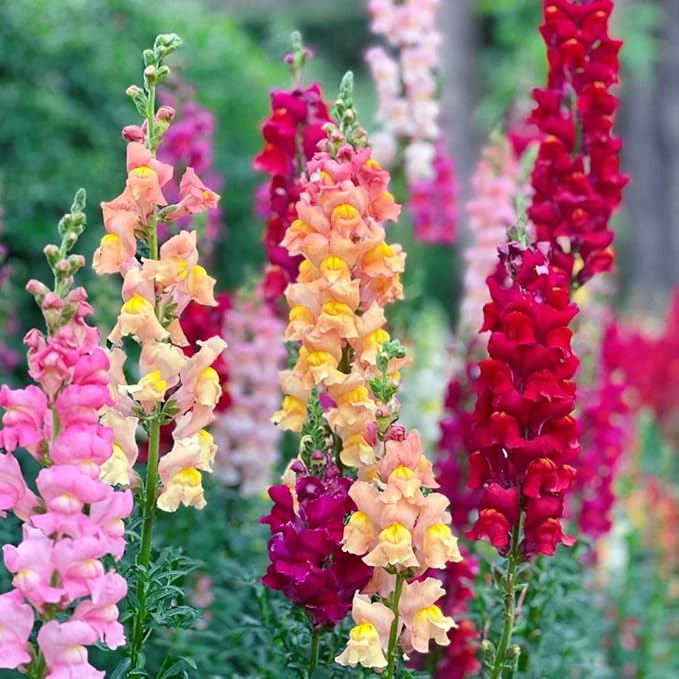 Mix Snapdragon Seeds for Planting, 200pcs Garden Snapdragon Perennial Flower Seeds Rare Flower Plants, Non-GMO Heirloom Beauty Flowers Home Garden for Outdoors