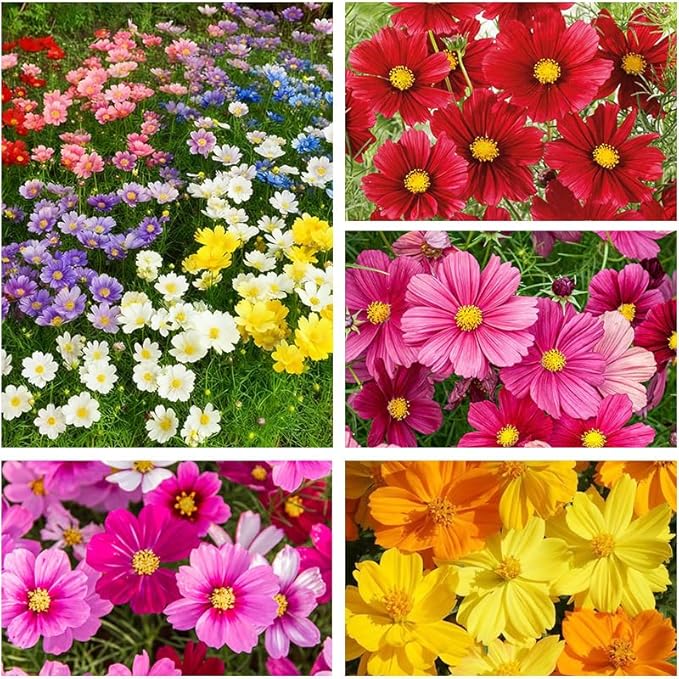 850+ Annual Cosmos Cut Flower Seed Mix for Planting-Non-GMO Heirloom Plant Seeds Garden Outdoor