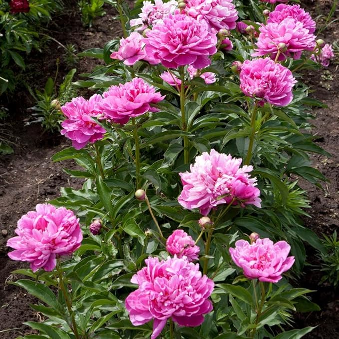 98 Mixed Peony Seeds for Planting - Colorful Perennial Flower Seeds, Heirloom Non-GMO Variety for Home Garden & Flower Beds - Stunning Ruffled Double Blooms, Attracts Bees and Pollinator