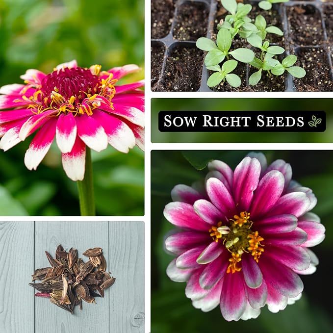 Sow Right Seeds - Zinnia Ice Queen Flower Seeds for Planting - Beautiful Flowers to Plant in Your Garden - Non-GMO Heirloom Seeds - Pink with White Tips Variety - Attract Pollinators - Cut Flower (3)