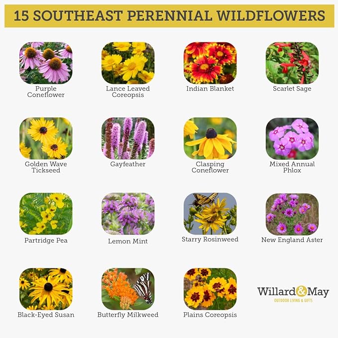 Willard & May Southeast All Perennial Wildflower Seed Mix, 25,000+ Flower Seeds, 15 Varieties, Pollinator Flowers, Full Sun, Easy Direct Sow Bulk Seeds, Plant in Spring or Fall (1 Ounce)