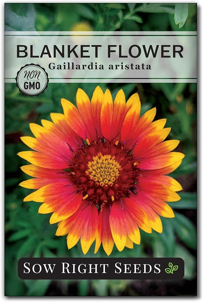 Sow Right Seeds - Blanket Flower Seeds for Planting - Non-GMO Heirloom Seeds Packet with Instructions to Plant Your Garden - Perennial Indian Gaillardia - Grow Native Gardens, Add a Color Bonanza (1)
