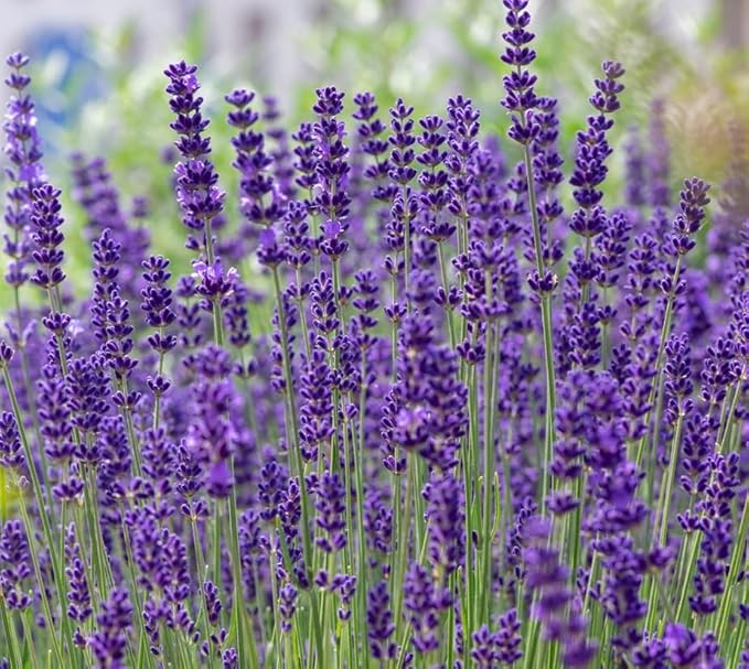 Common English Lavender Seeds for Planting Heirloom Non GMO Lavender – Plant & Grow English Lavender Seed Packets in Home Outdoor Herb Garden, Great Gardening Gift – 2 Packets
