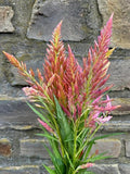 Spun Sugar Celosia argentea plumosa Cut Flower Seeds for Planting Packet