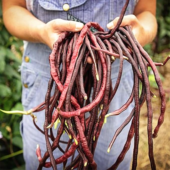 100+ Seeds Snake Oriental Yard Long Asparagus Pole Bean Seeds for Planting Red and Green Noodle Beans Heirloom Non-GMO Delicious Vegetable Seeds(50 Pcs for 2 Pack)
