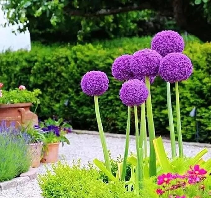 1000+ Purple Blue Rare Plant Flower Seed for Planting Giant Allium Seeds for Planting Globemaster Allium Giganteum Flower Seeds Outdoor Home Garden