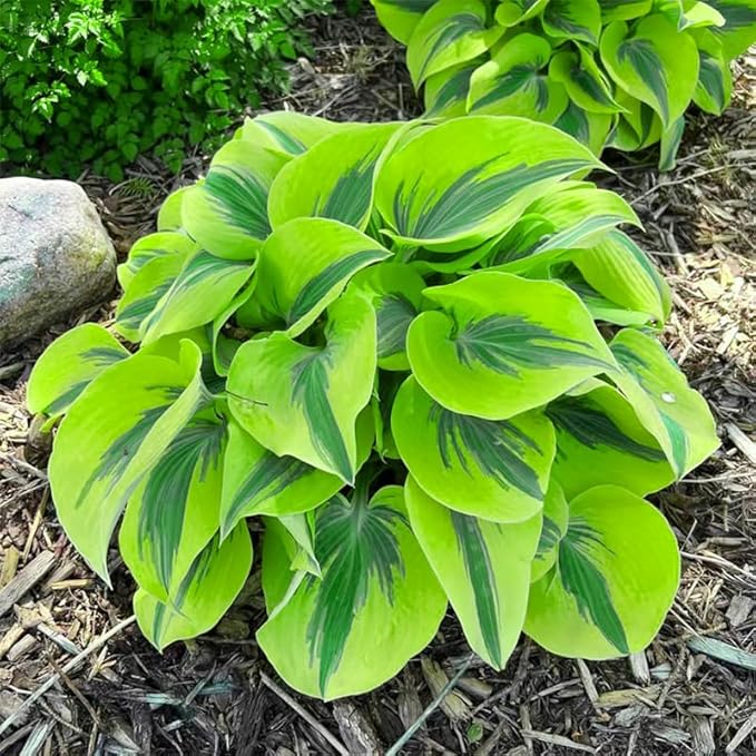 170+ Mix Hosta Seeds for Planting - Perennial Shade Garden Plant Seeds