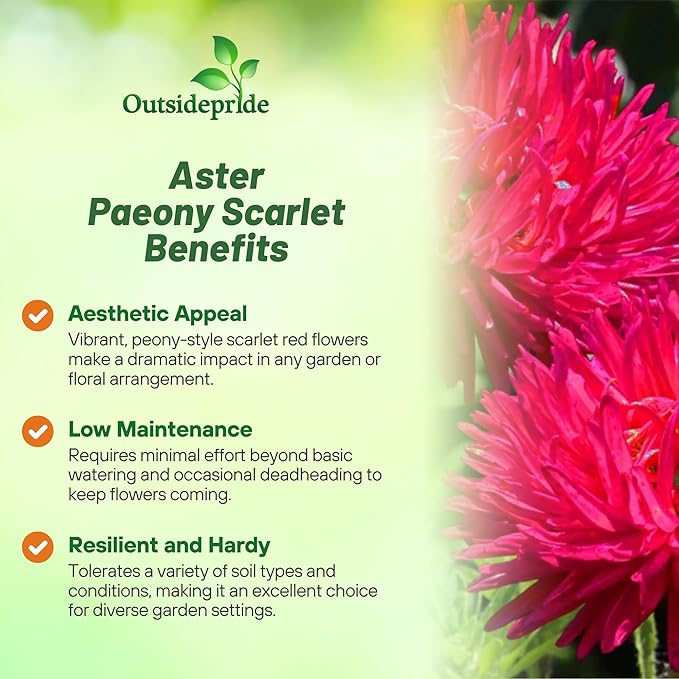 Outsidepride Paeony Aster Seeds - 2,000 Pcs Annual, Hardy & Pollinator Friendly Flower Seeds for Planting Vibrant Double Incurved Scarlet Petals, Ideal for Meadows & Aesthetic Gardens