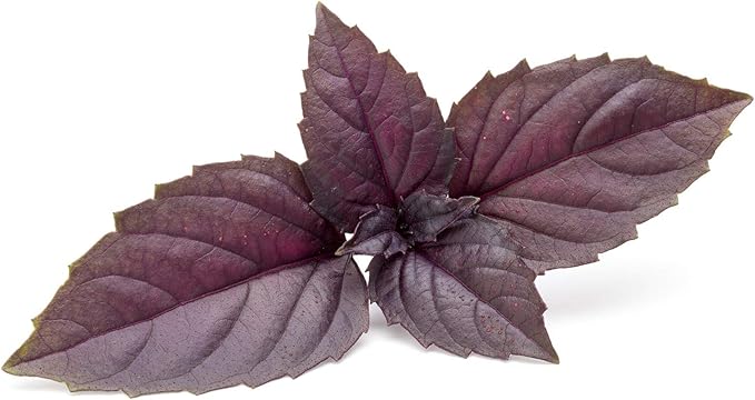 Organic Basil Herb Garden Seeds - Red Rubin - 1 Oz ~18,000 Seeds - Non-GMO Herbal Gardening & Microgreens Seed