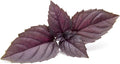 Organic Basil Herb Garden Seeds - Red Rubin - 0.25 Oz ~4500 Seeds - Non-GMO Herbal Gardening & Microgreens Seed