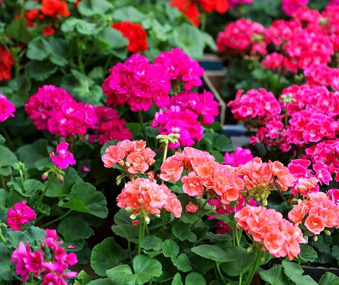 Perennial Bloom Flower Seeds Heirloom Non-GMO Geranium Mix 10+ Seeds Flowers Planting for Outdoor Indoor Potted Plants