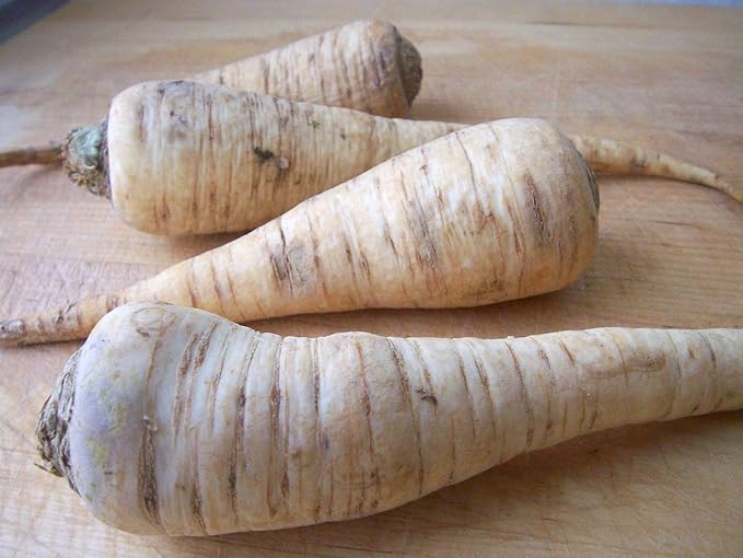 Seeds4planting - Sugar Parsley Root Heirloom Herbs Non GMO for Planting 2000 Seeds