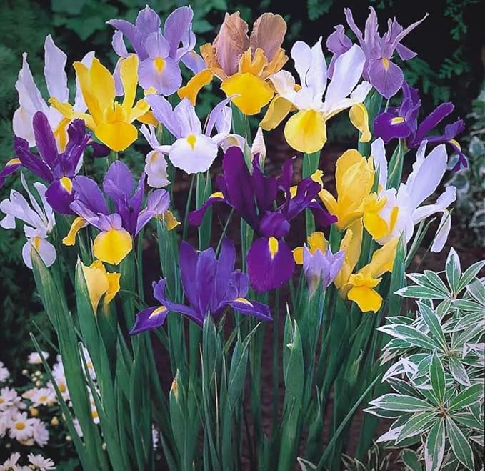 199pcs Iris Flower Seeds to Plant Outdoor - Perennial Beautiful Blooms for Your Garden Home, Spring & Summer Flowers, Easy Growing