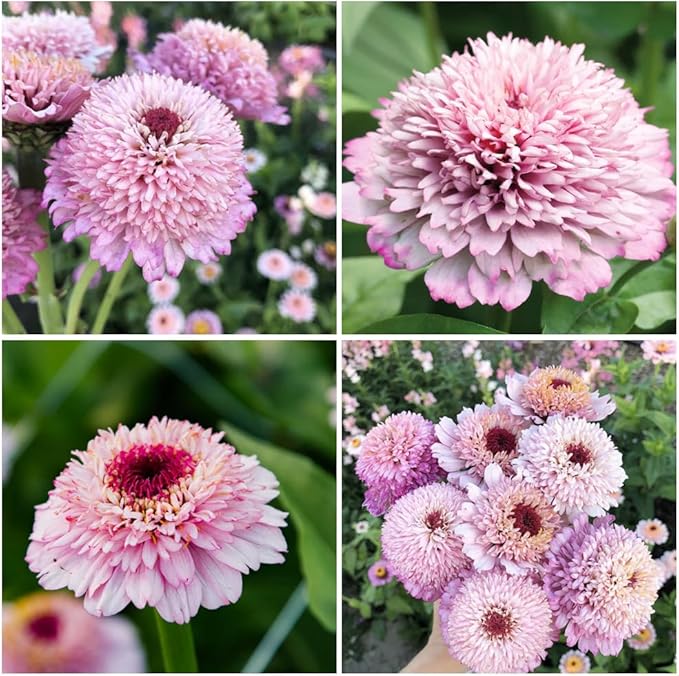 50+Perennial Zinderella Lilac Flower Seeds for Planting Outdoor-Non-GMO Heirloom Pink Zinnia Elegans Pest Resistant Growing in Garden, Beds,Border