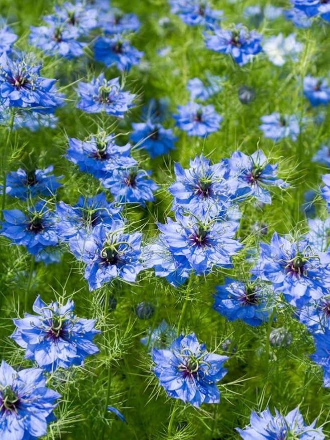 Blue Love in a Mist, Nigella Damascena Flower Seeds, 25 Count, Flower Seeds for Planting