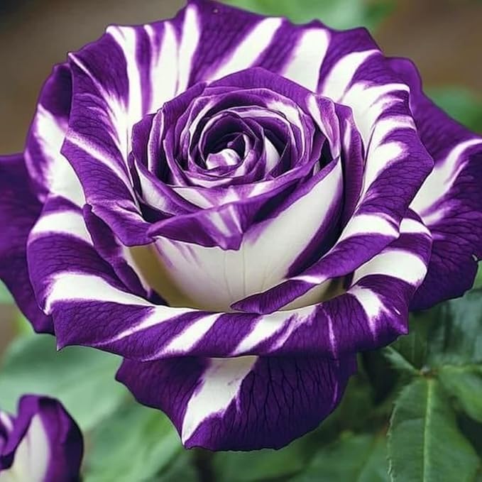 300+ Mixed Rare Rose Seeds for Planting Flower Bush Perennial Shrub Hybrid Rose Non-GMO Heirloom Flower Garden Home